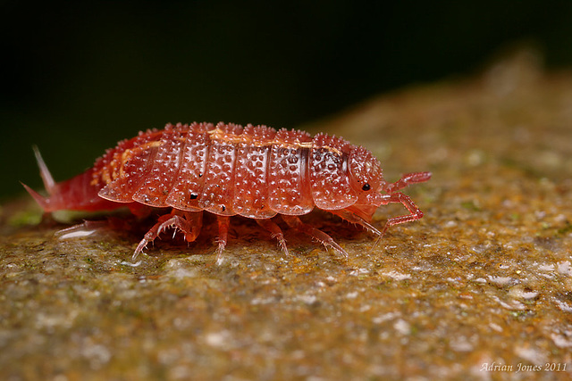 Rosy Woodlouse (Androniscus dentiger)