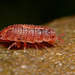 Rosy Woodlouse (Androniscus dentiger)