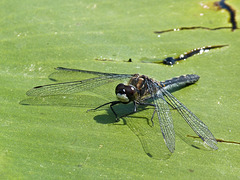 Dragonfly on Yellow Pond Lily pad