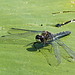 Dragonfly on Yellow Pond Lily pad