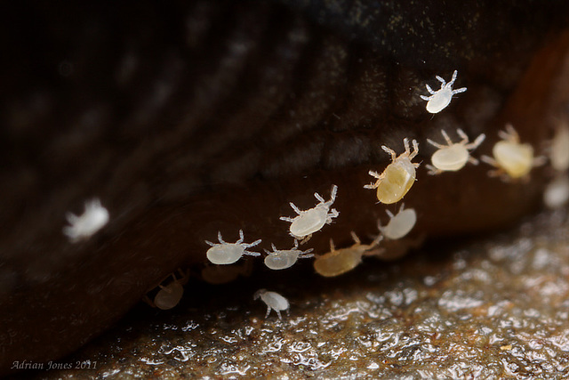 Mites on a Slug