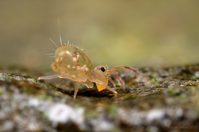 Dicyrtomina saundersi