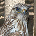 Injured Rough-legged Hawk