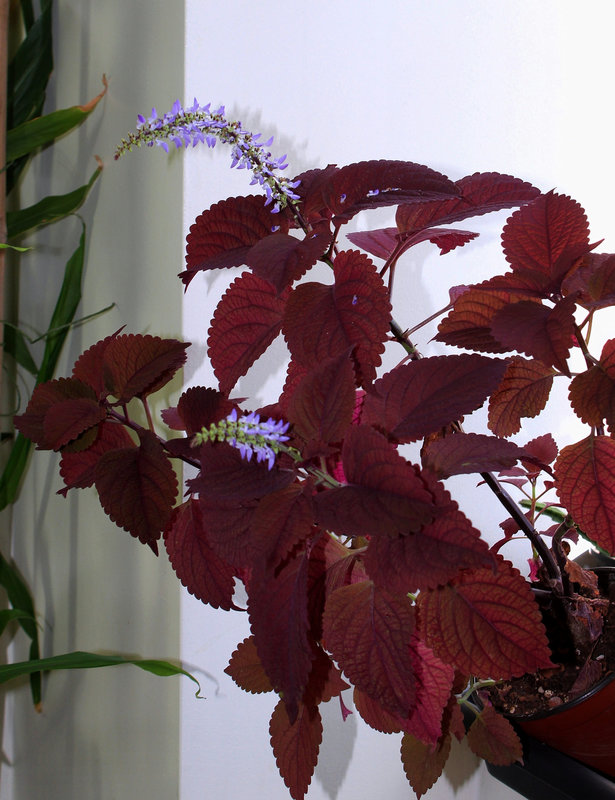 Coleus Minique (2)