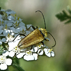 Lepturobosca chrysocoma (Cosmosalia chrysocoma) Beetle on Yarrow