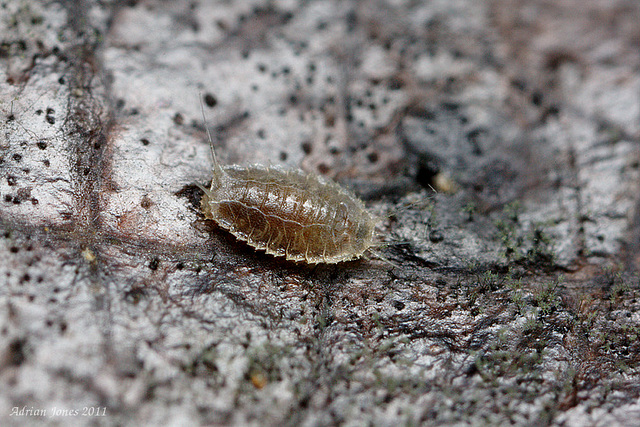 Lonchoptera larva (Lonchopteridae).
