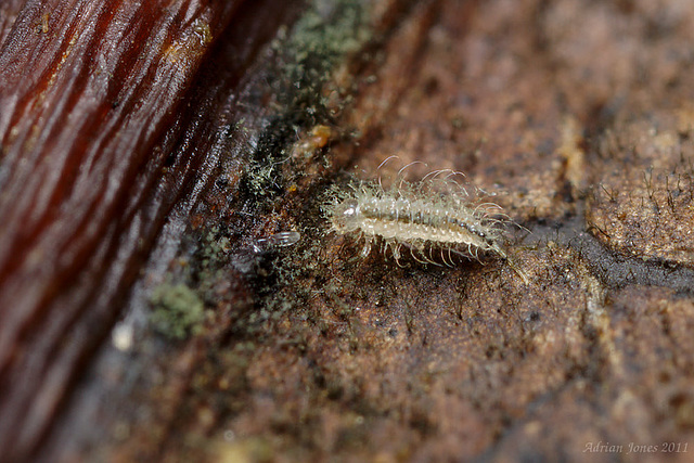 Lacewing Larva