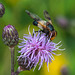 Volucella pellucens - 2014-07-31-_DSC4891