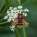 Volucella zonaria - 2014-07-31-_DSC4887