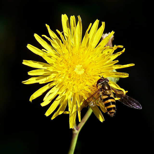 Hoverfly on Sow Thistle