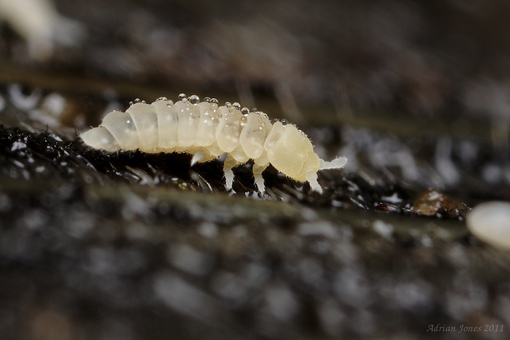 Kalaphorura burmeisteri