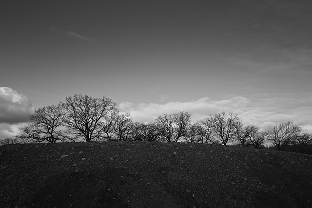 Drowned trees