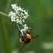 Volucella zonaria - 2014-07-31-_DSC4878