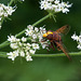 Volucella zonaria - 2014-07-31-_DSC4883