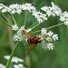 Volucella zonaria - 2014-07-31-_DSC4876