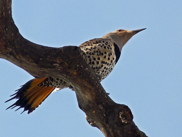 Northern Flicker