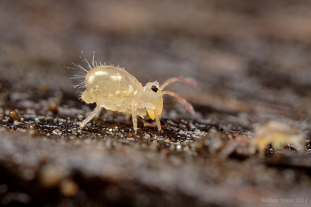 Dicyrtomina saundersi