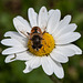 Eristalis tenax - 2014-07-31-_DSC4822