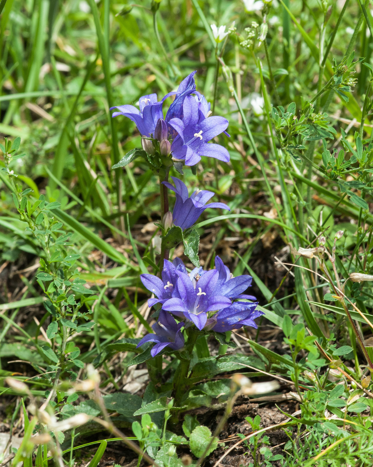 Campanula glomerata  - 2014-07-31-_DSC4825