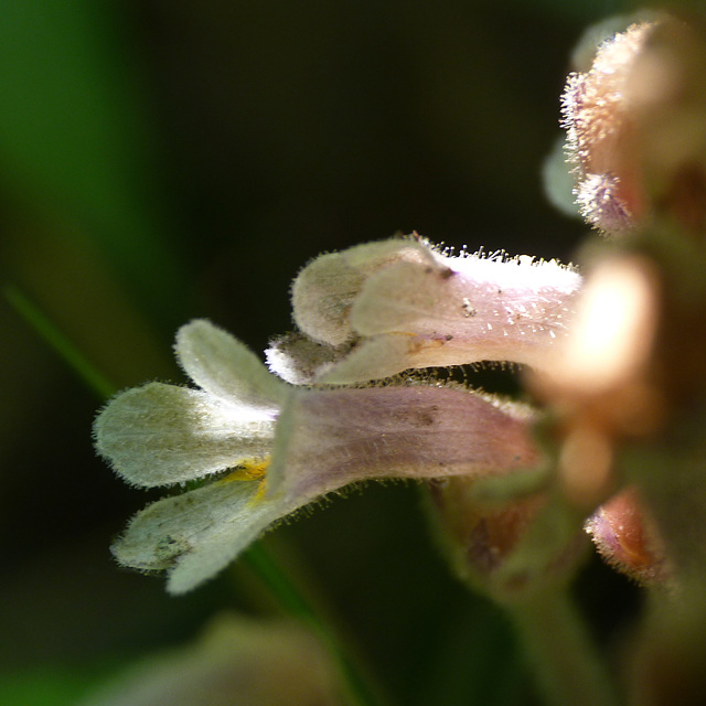 Tiny One-flowered Broomrape