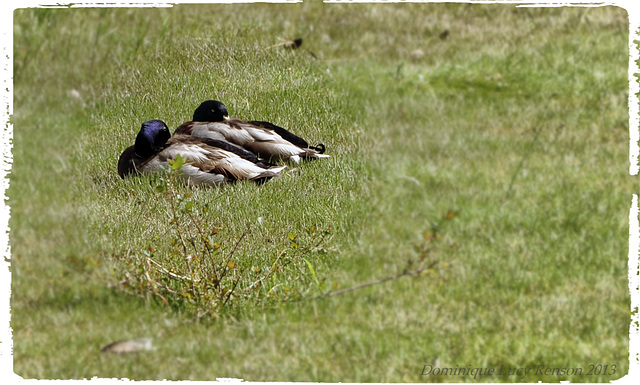 Canards