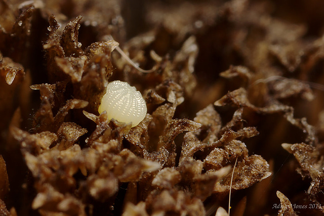 Moth Egg.