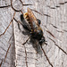 Laphria spec. - 2014-07-31-_DSC4795