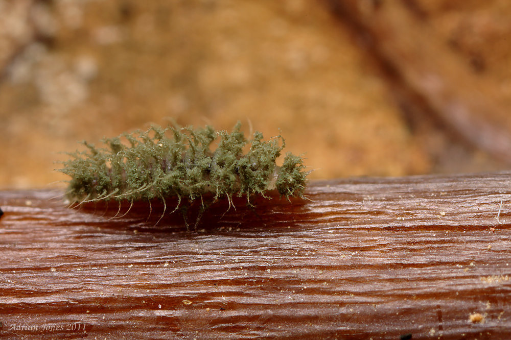 Lacewing Larva ?????