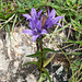 Campanula glomerata - 2014-07-31-_DSC4768