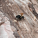 Laphria spec. - 2014-07-31-_DSC4786