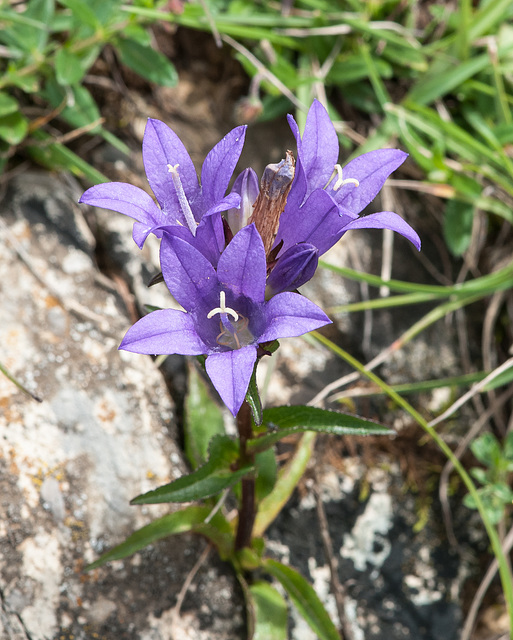 Campanula glomerata - 2014-07-31-_DSC4770