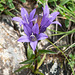 Campanula glomerata - 2014-07-31-_DSC4770