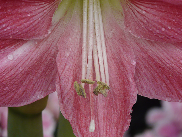 Pink Amaryllis