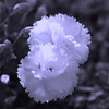 White Carnations