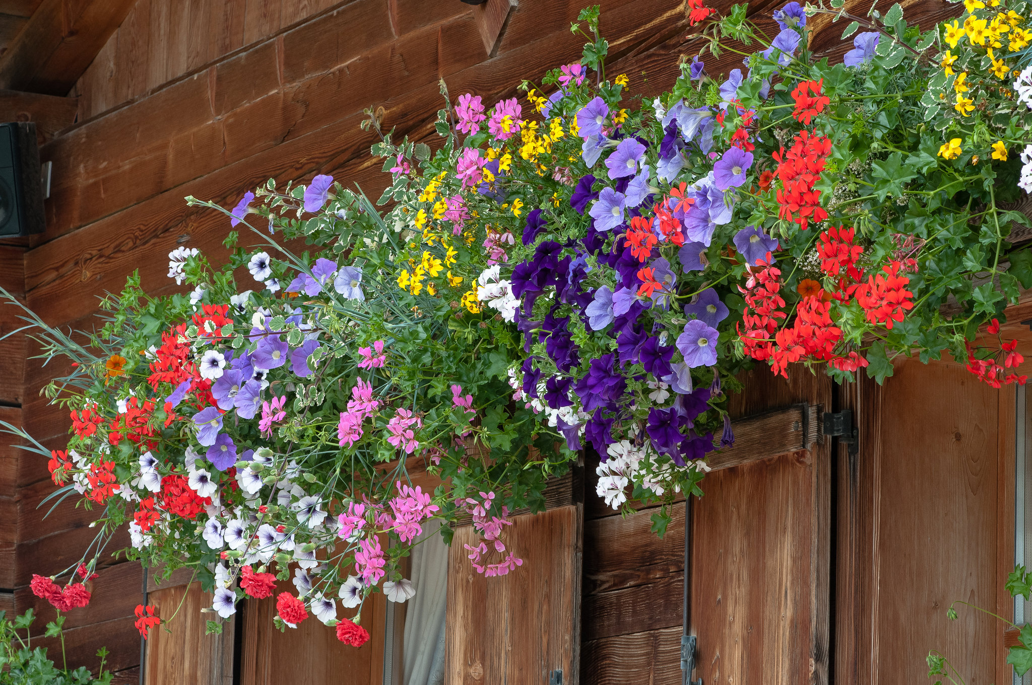 Blumenschmuck am Gasthaus - 2014-07-31-_DSC4763