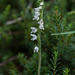 Goodyera repens, Moosorchis - 2014-07-31-_DSC4713