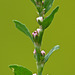Prostrate Knotweed