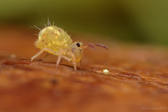 Dicyrtomina ornata