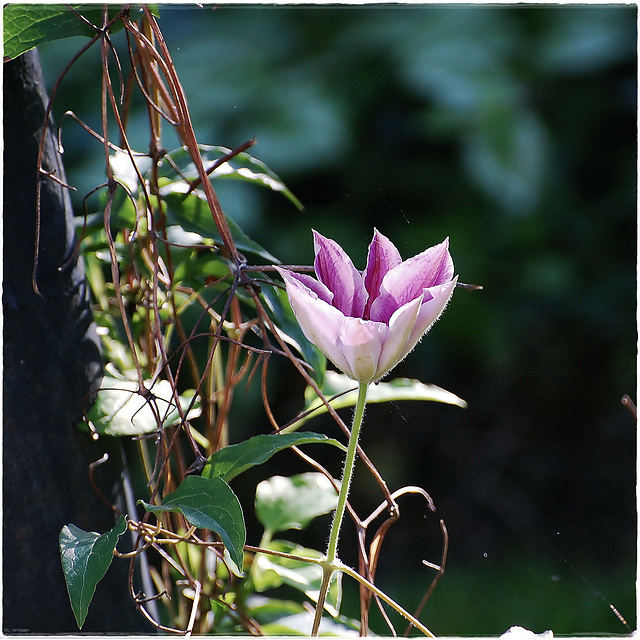 Clematis