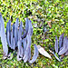 Purple Club Coral / Clavaria purpuria