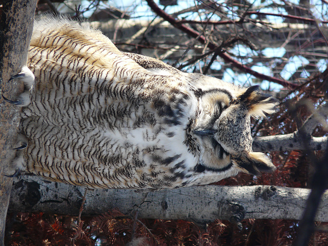 Great Horned Owl