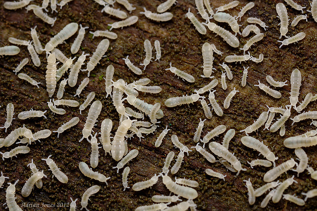 Deuteraphorura inermis and a single Kalaphorura burmeisteri