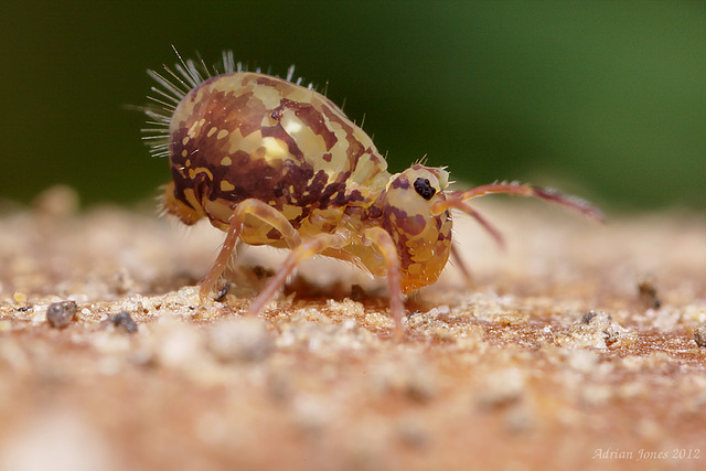 Dicyrtomina saundersi