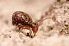 Dicyrtomina saundersi