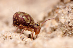 Dicyrtomina saundersi