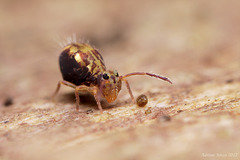 Dicyrtomina saundersi