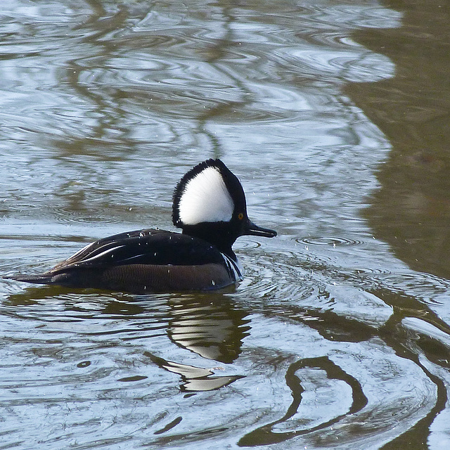 Hooded Merganser / Lophodytes cucullatus