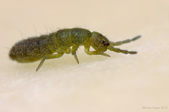 Isotoma viridis