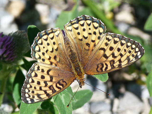 Atlantis Fritillary / Speyeria atlantis