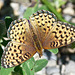 Atlantis Fritillary / Speyeria atlantis